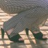 Kvinners semsket  sandaler Bella B 8334.006